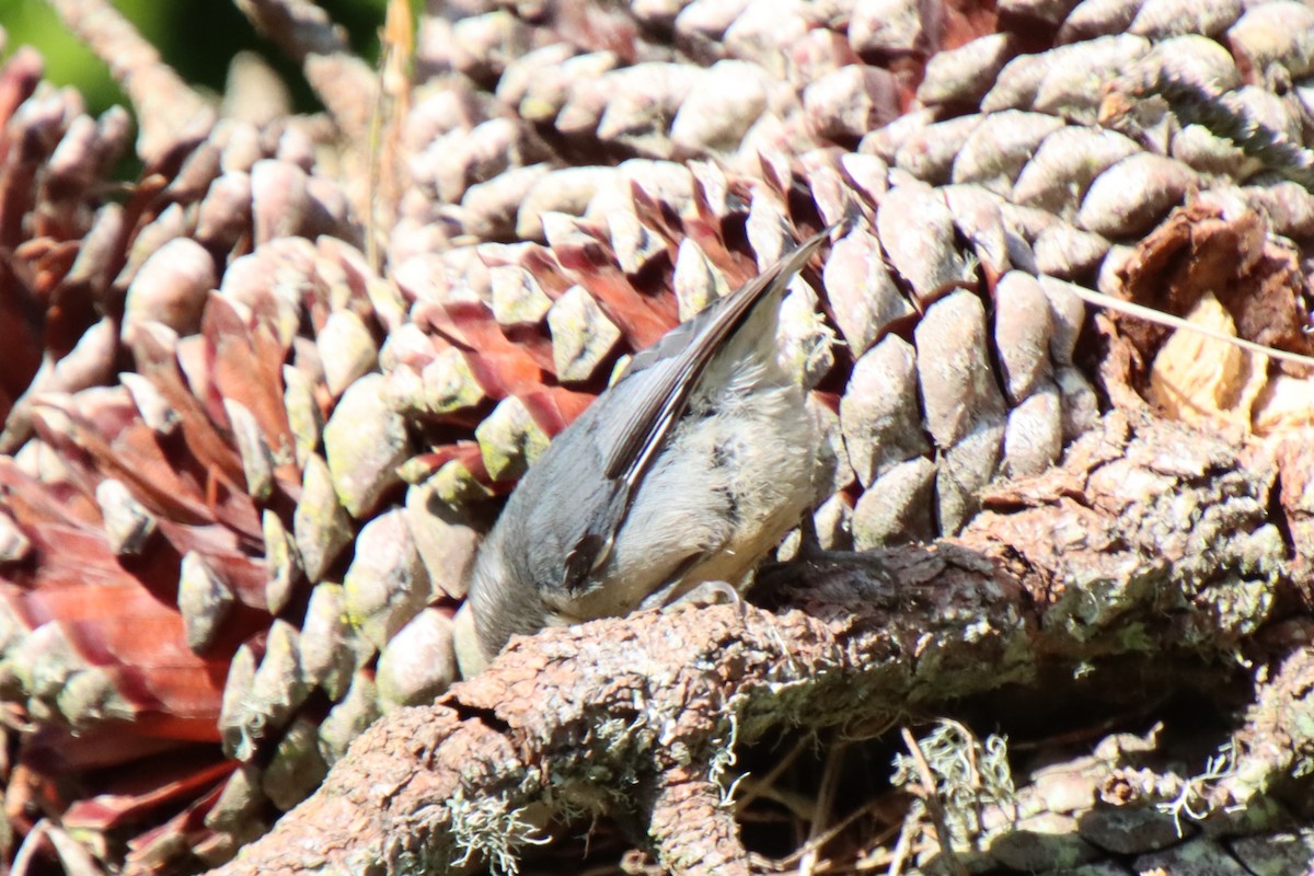 Pygmy Nuthatch - ML620611387