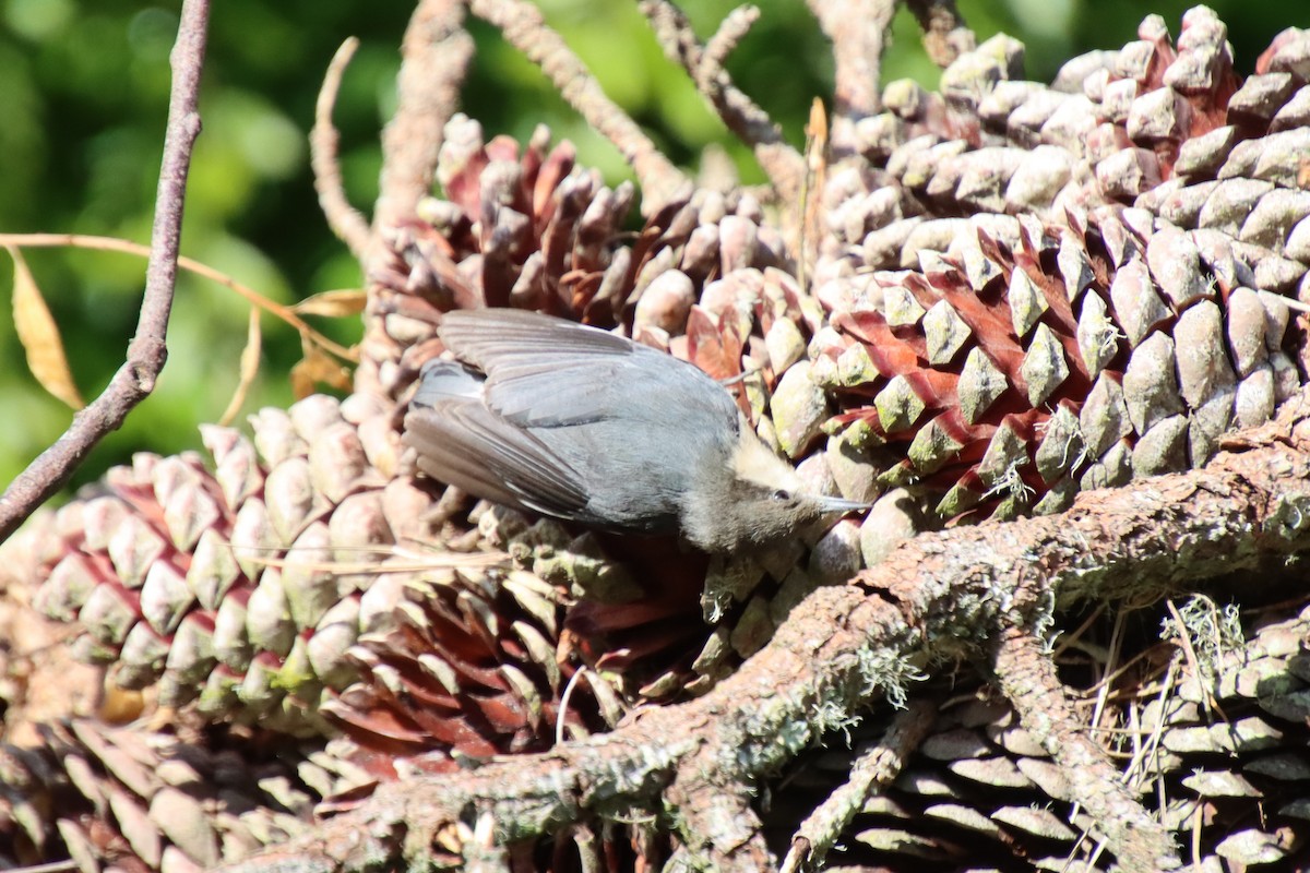 Pygmy Nuthatch - ML620611389