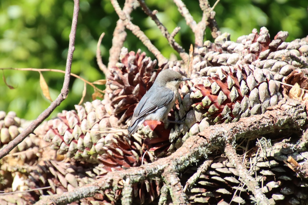 Pygmy Nuthatch - ML620611390