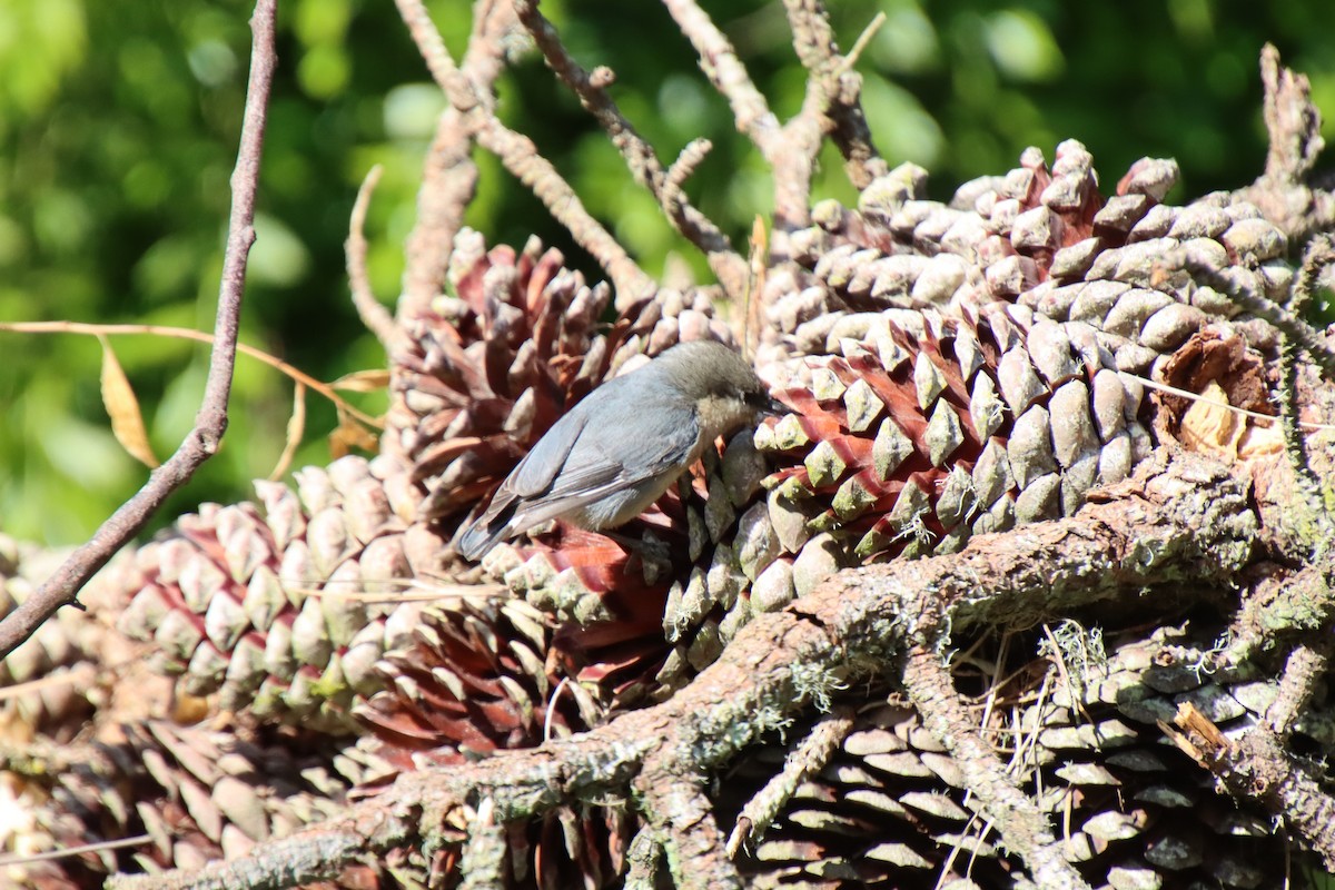 Pygmy Nuthatch - ML620611391