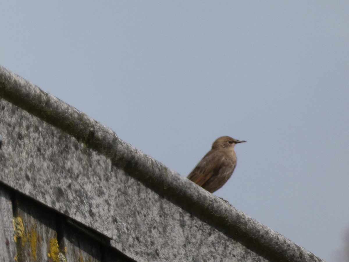 European Starling - ML620611392