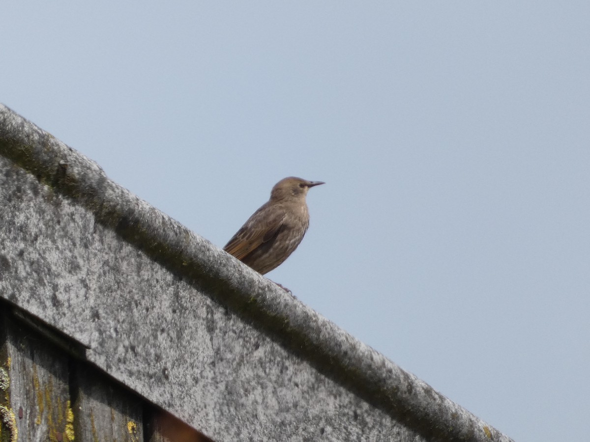 European Starling - ML620611394