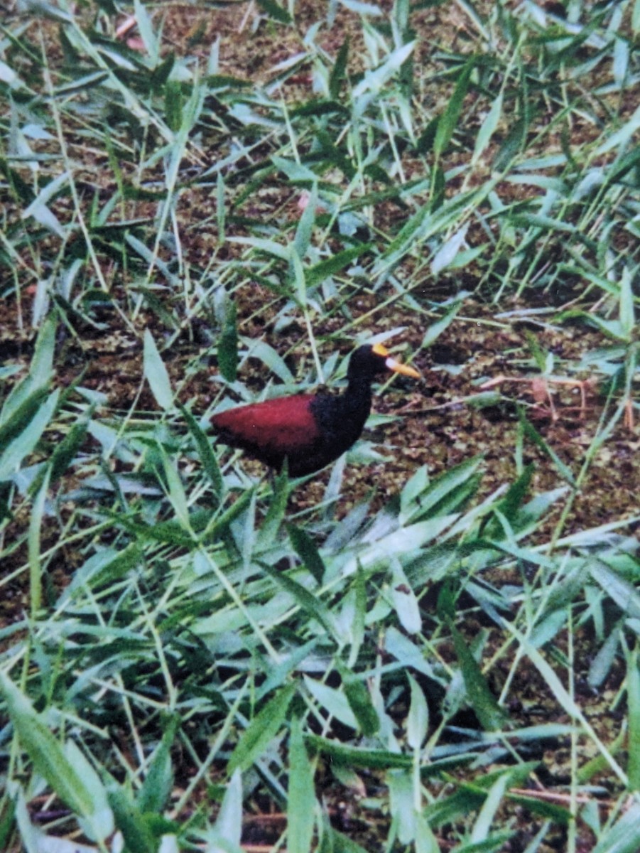 Jacana du Mexique - ML620611397