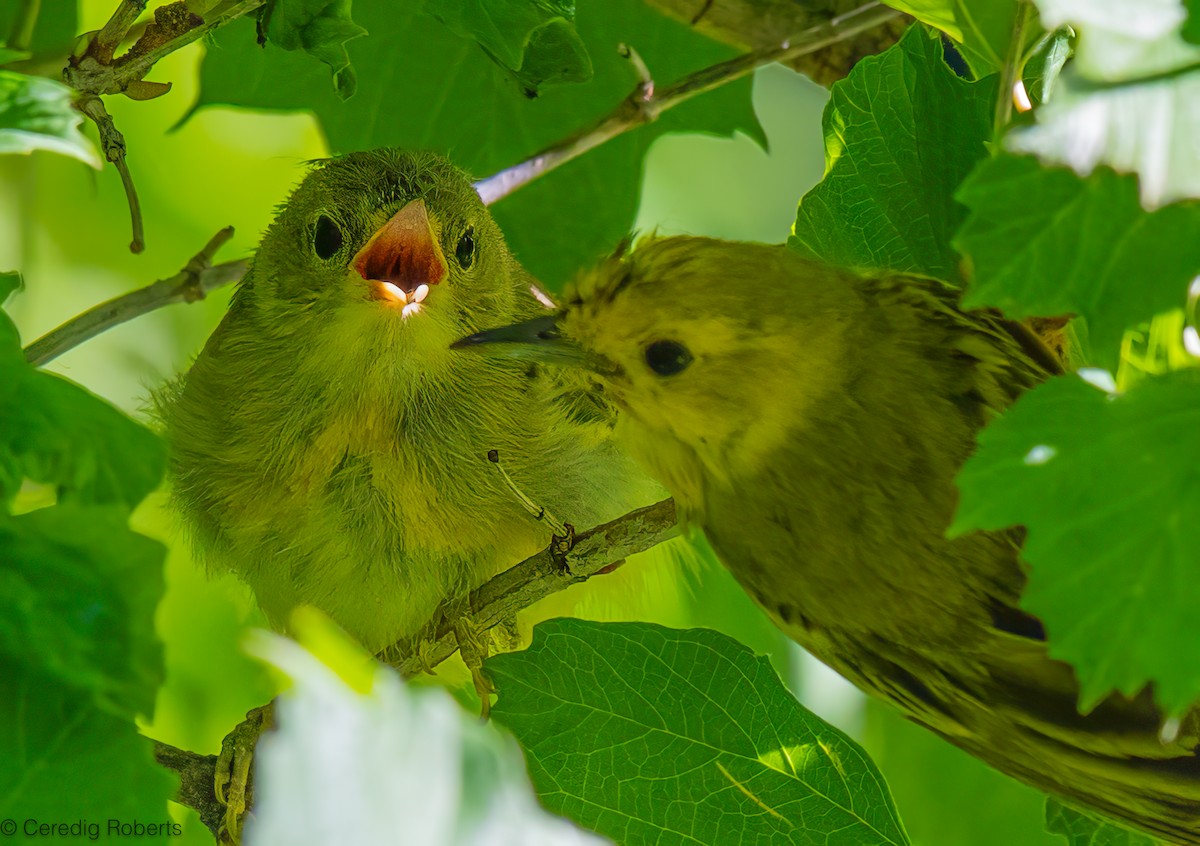 Yellow Warbler - ML620611399