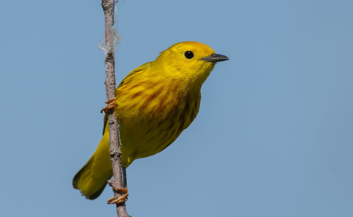 Yellow Warbler - ML620611400