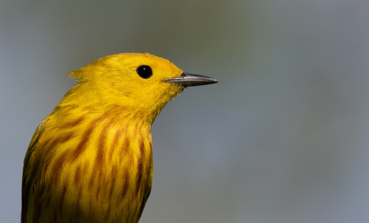 Yellow Warbler - ML620611404