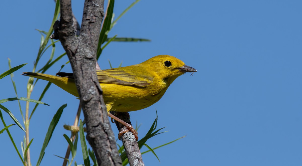 Yellow Warbler - ML620611410