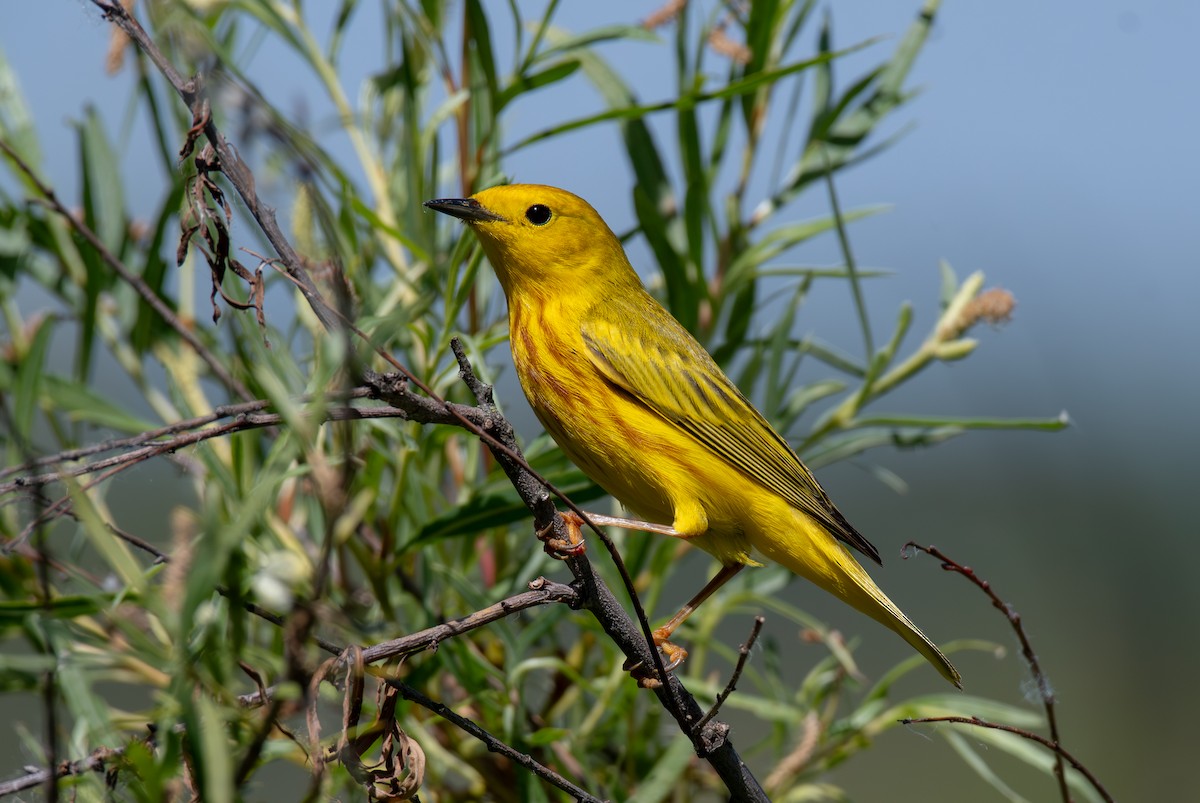 Paruline jaune - ML620611412