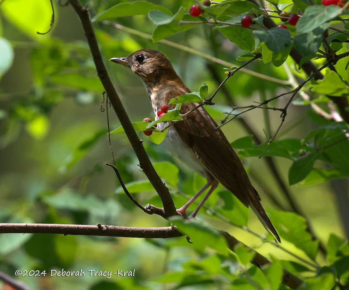 Veery - Deborah Kral