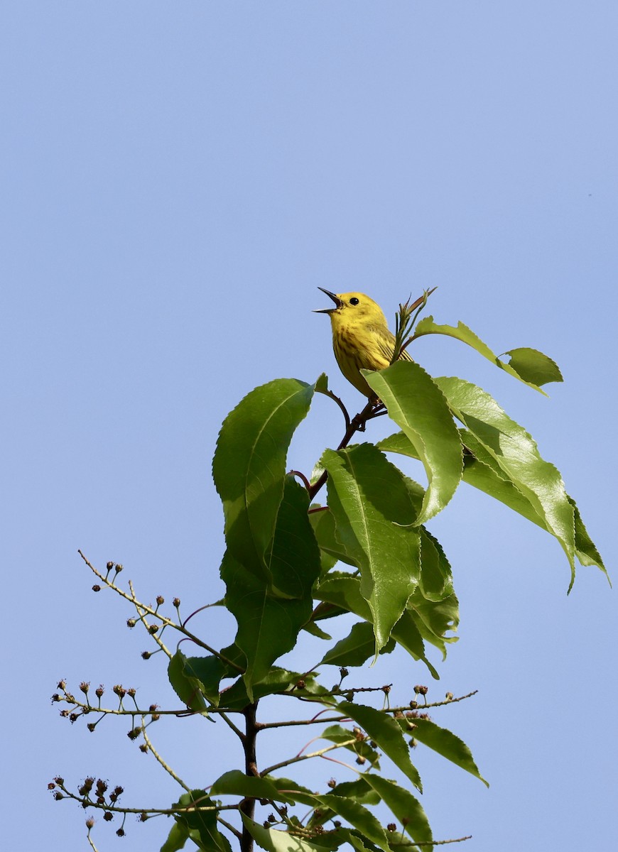 Yellow Warbler - ML620611417