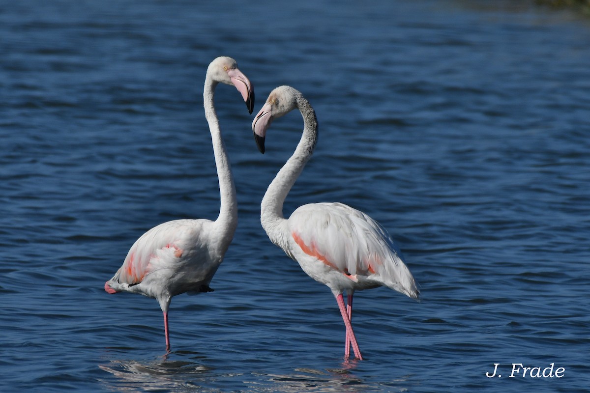 Greater Flamingo - ML620611418