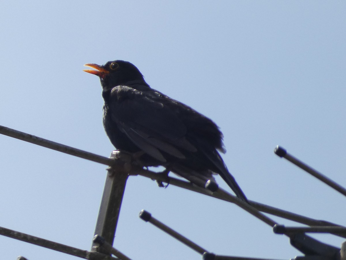 Eurasian Blackbird - ML620611423