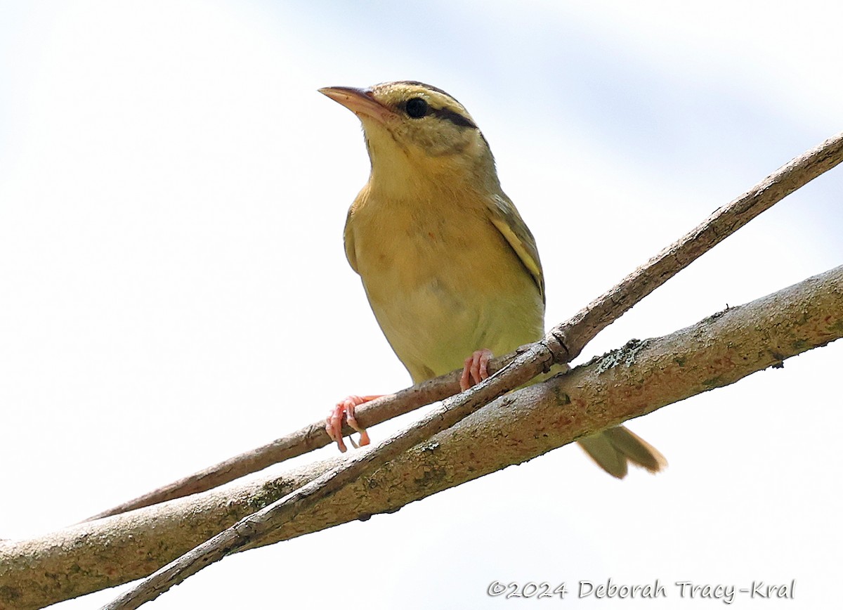 Worm-eating Warbler - ML620611424