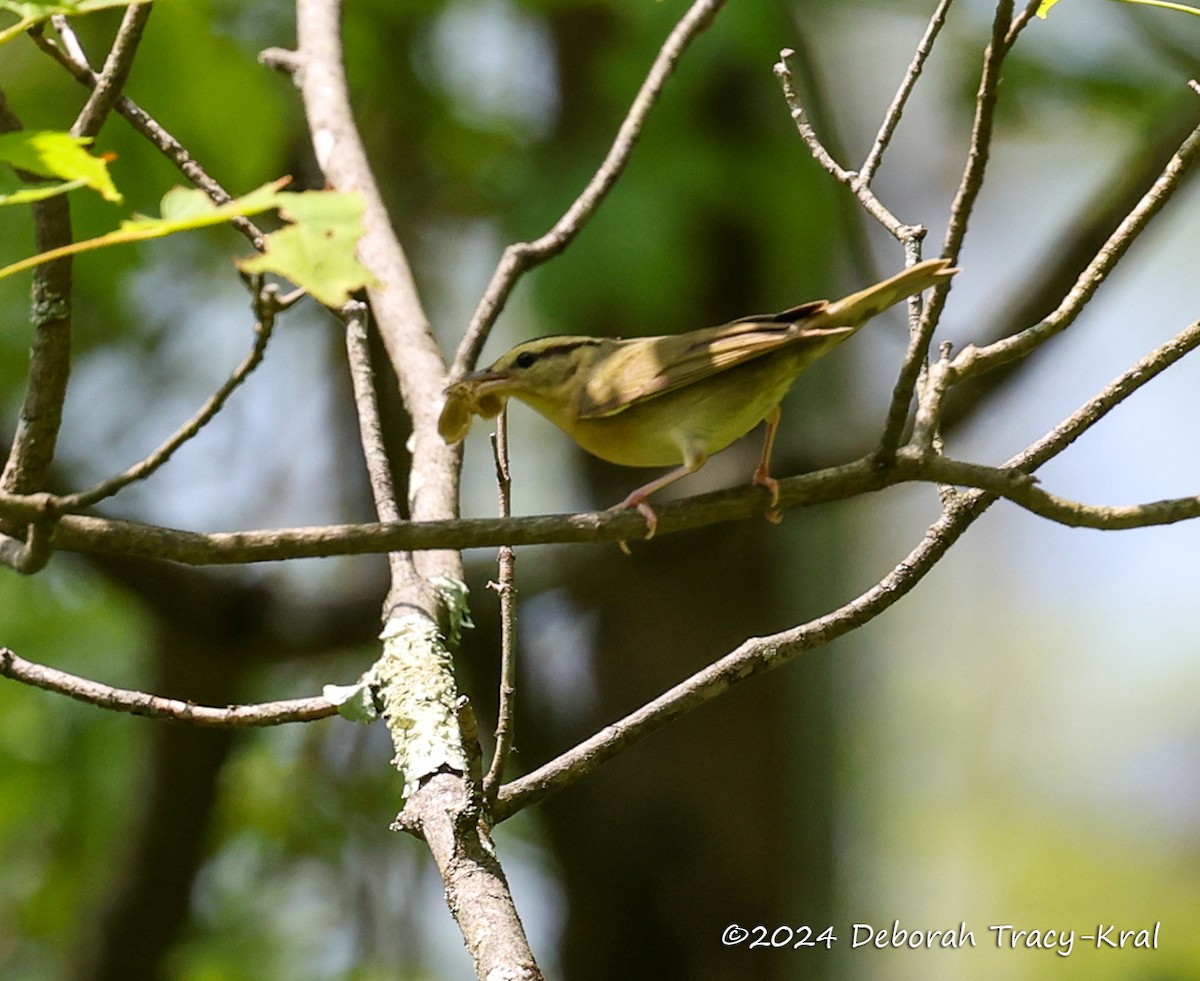 Worm-eating Warbler - Deborah Kral