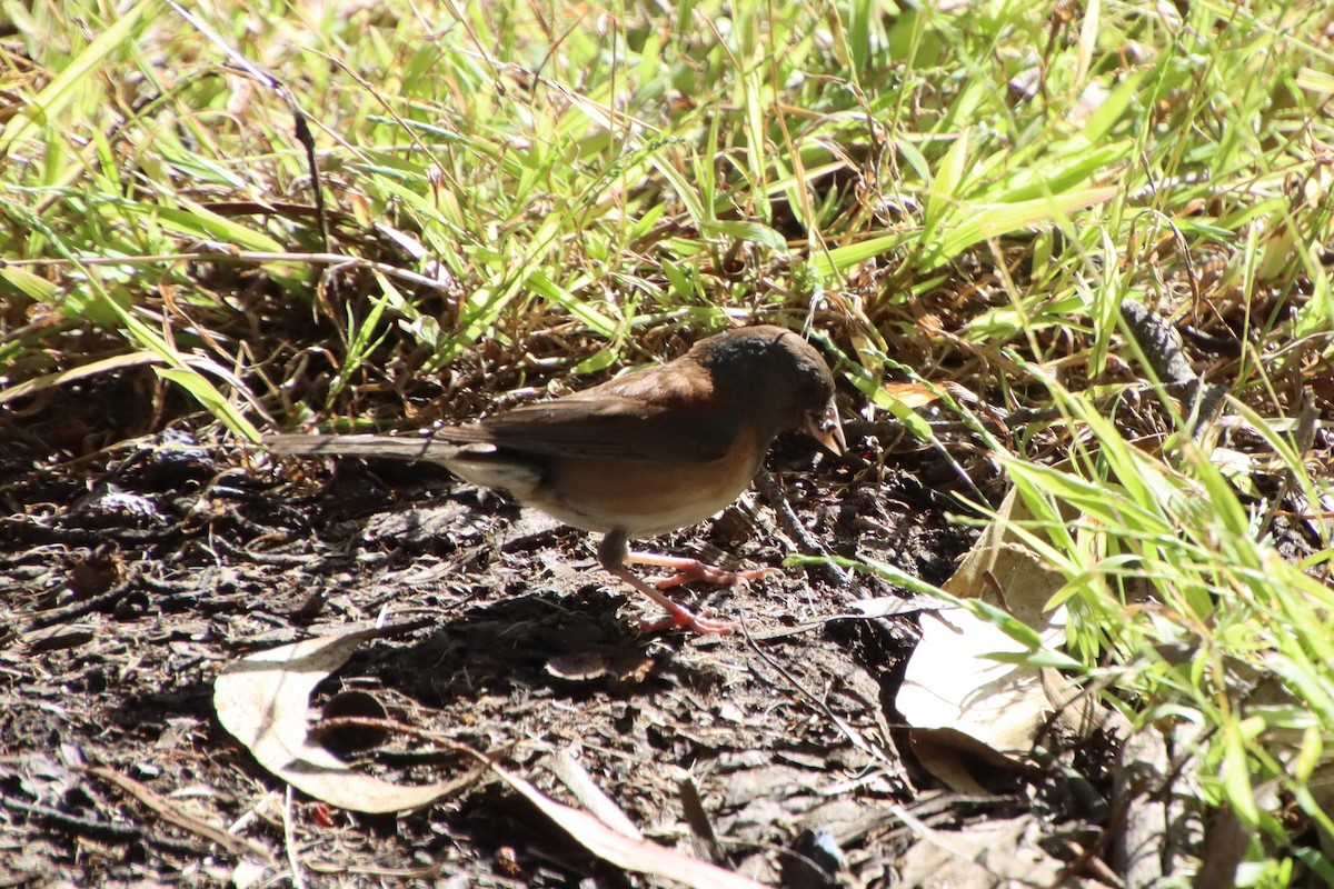 Dark-eyed Junco (Oregon) - ML620611429