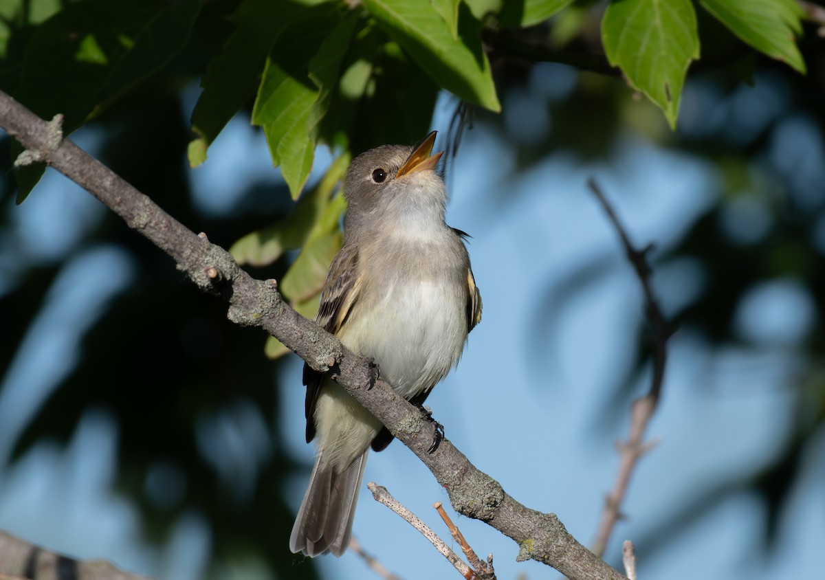 Willow Flycatcher - ML620611431