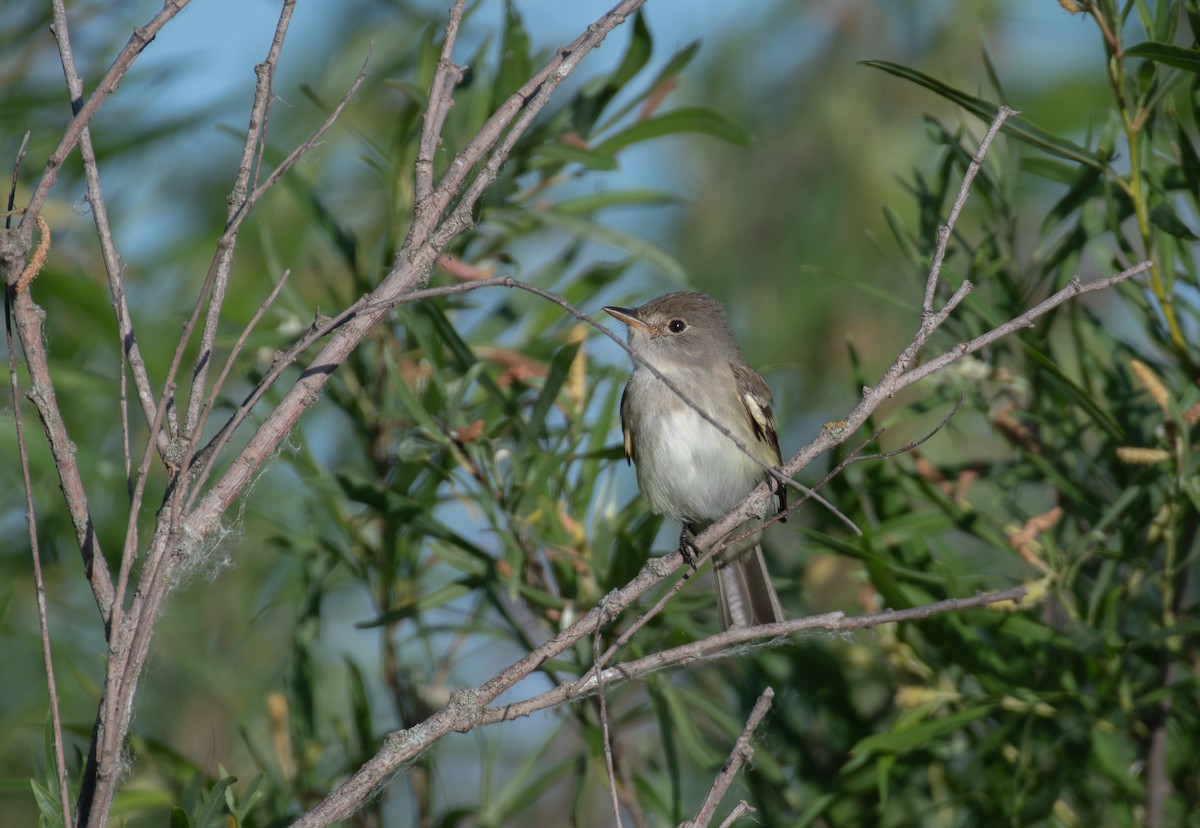 Willow Flycatcher - ML620611434