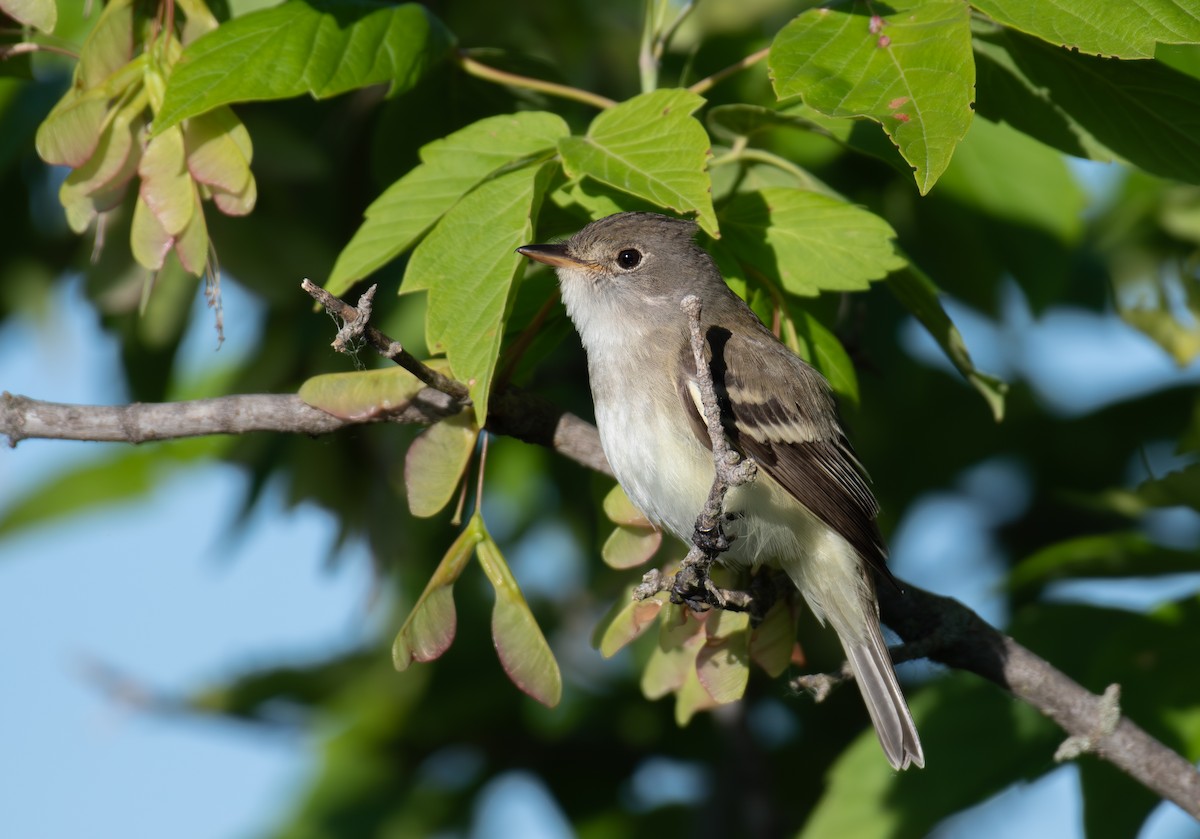 Willow Flycatcher - ML620611435