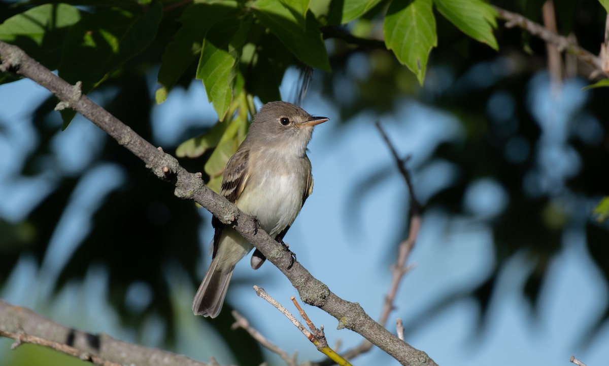 Willow Flycatcher - ML620611436