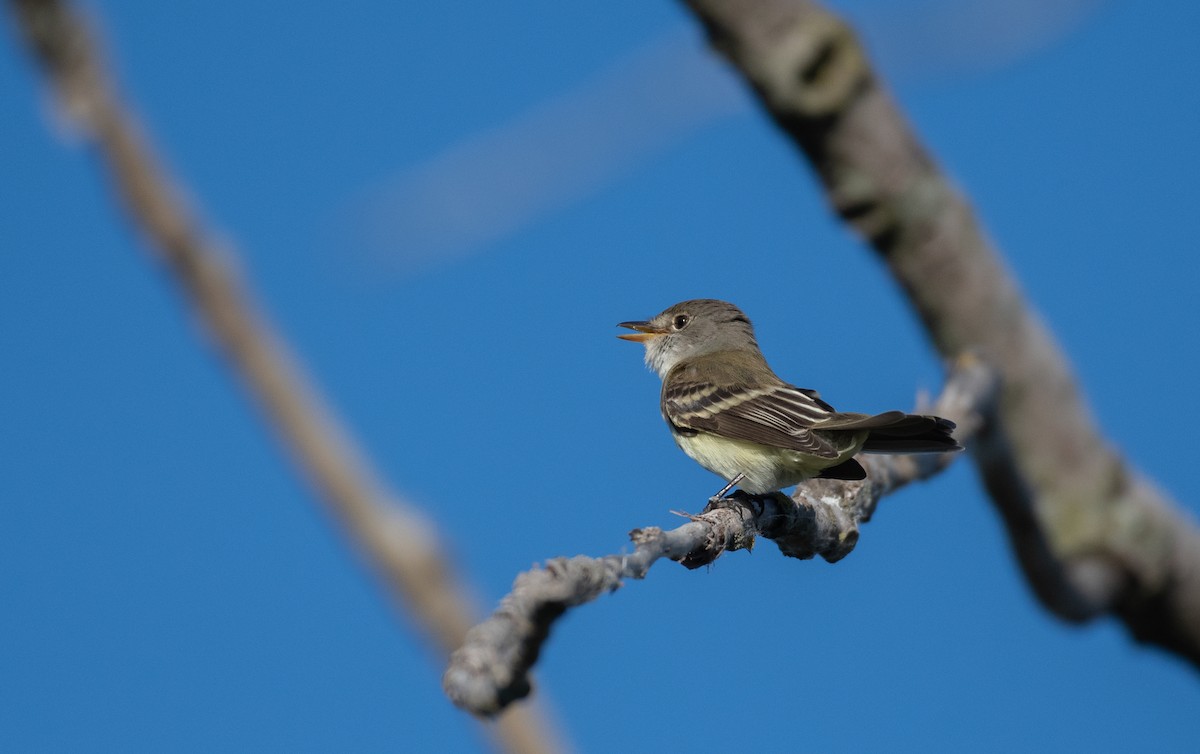 Willow Flycatcher - ML620611437