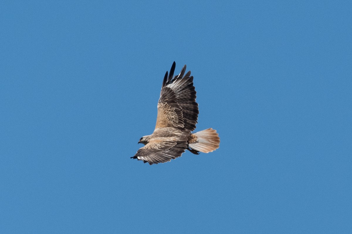 Long-legged Buzzard - ML620611439