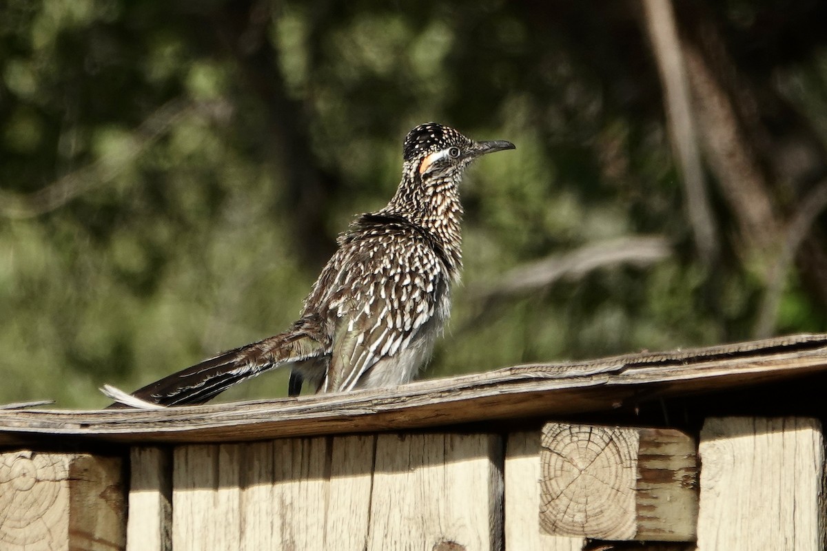 Greater Roadrunner - ML620611445