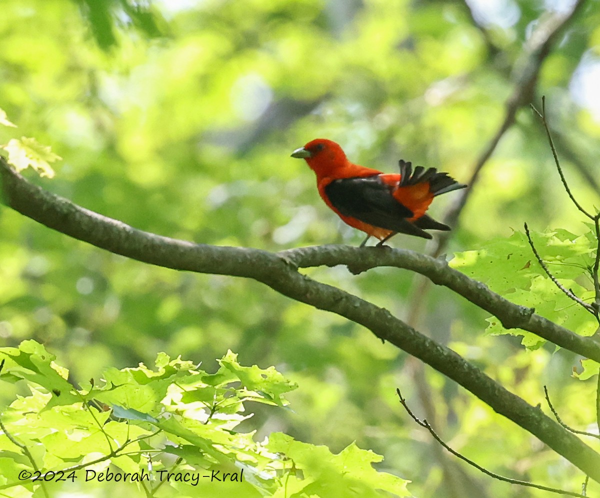 Scarlet Tanager - ML620611449