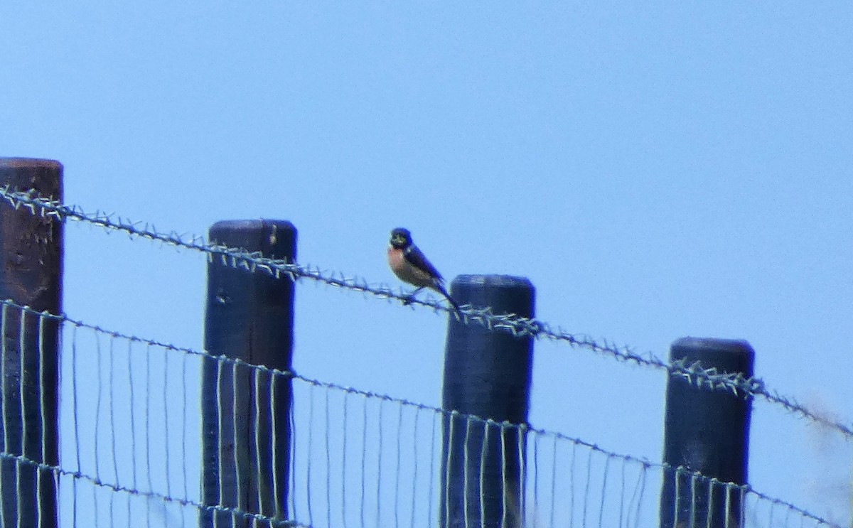 European Stonechat - ML620611456