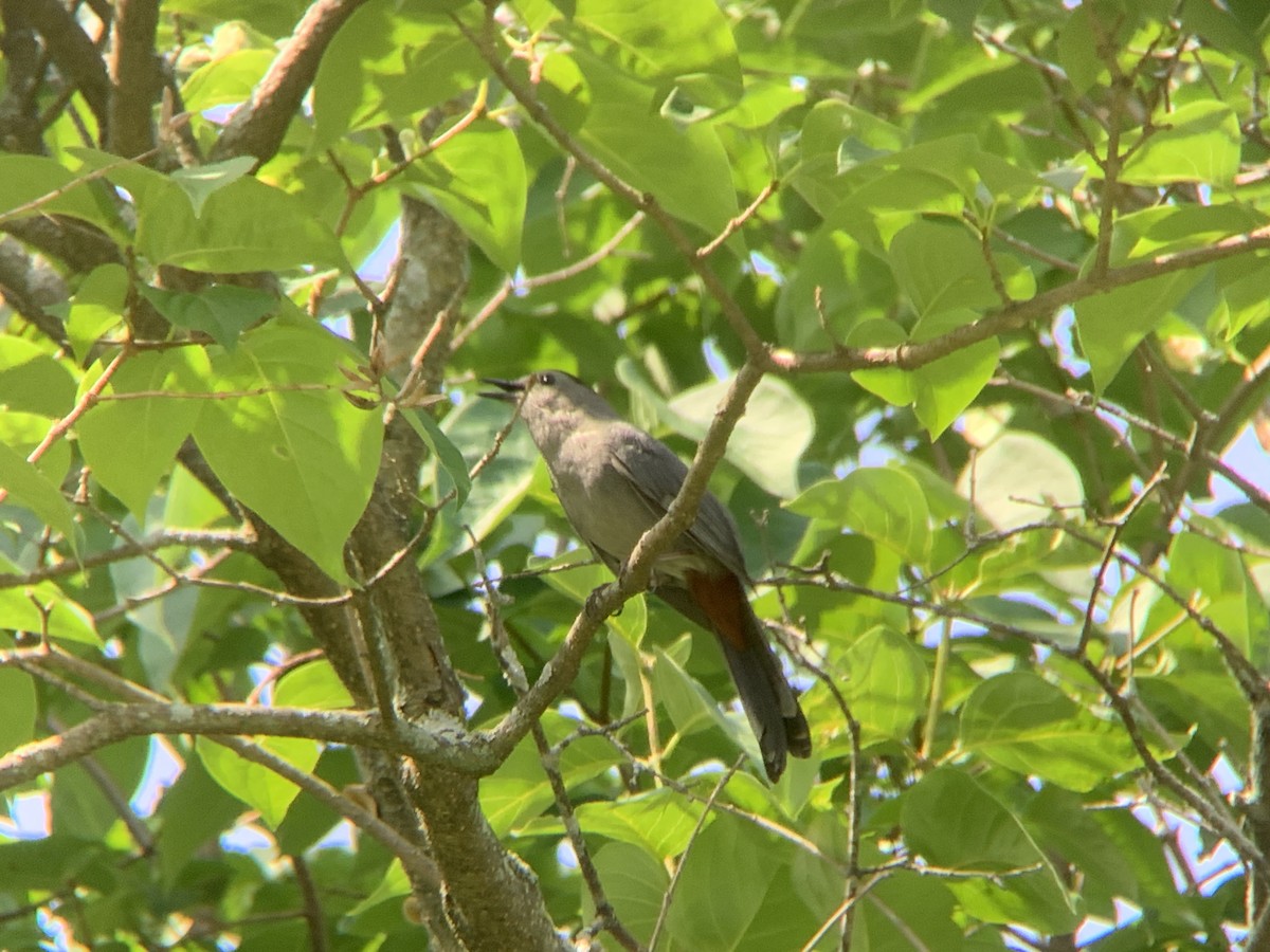 Gray Catbird - ML620611457