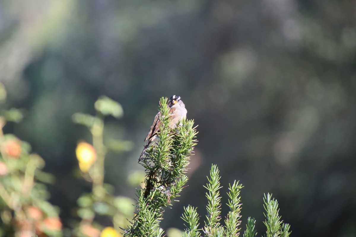 White-crowned Sparrow - ML620611458