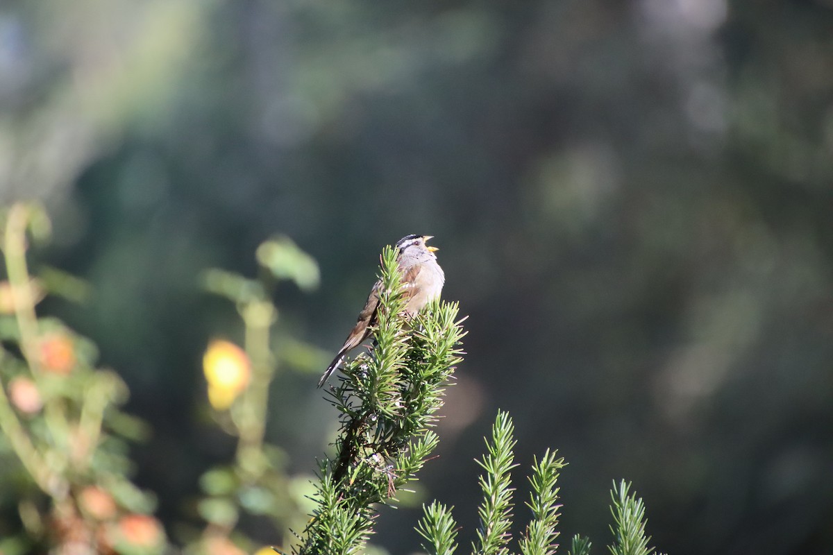 White-crowned Sparrow - ML620611460