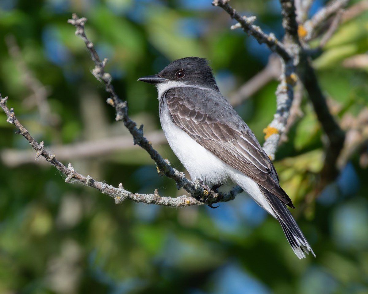 Eastern Kingbird - ML620611462