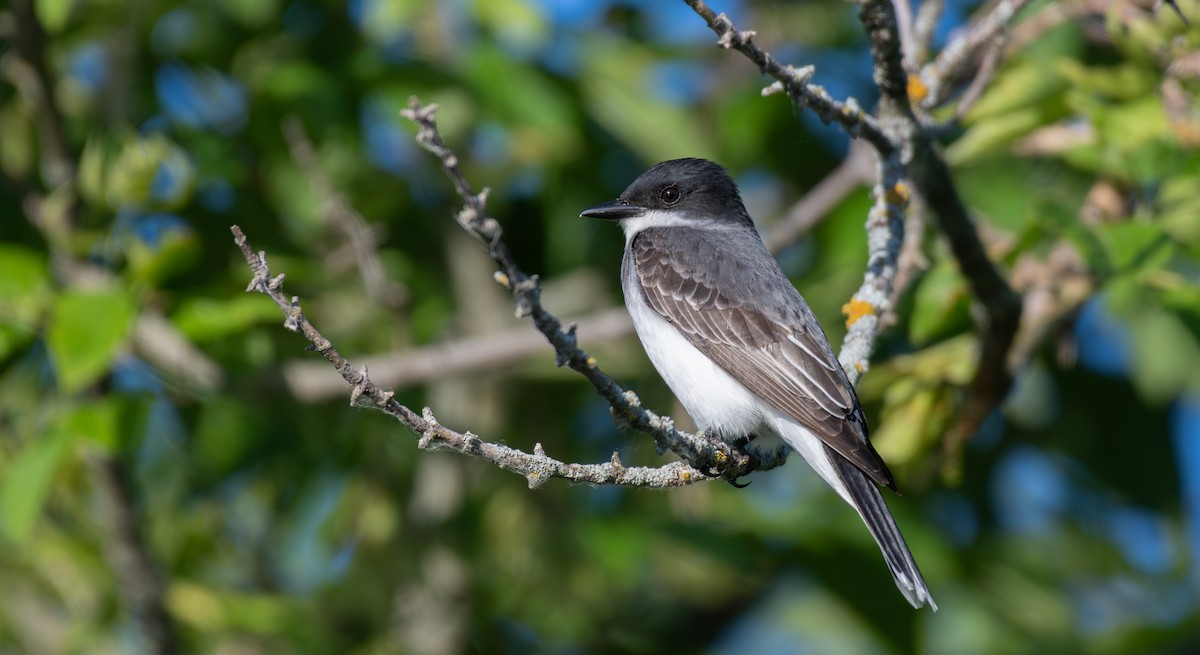 Eastern Kingbird - ML620611464