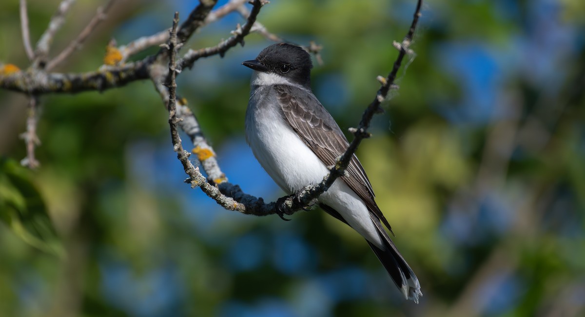 Eastern Kingbird - ML620611465