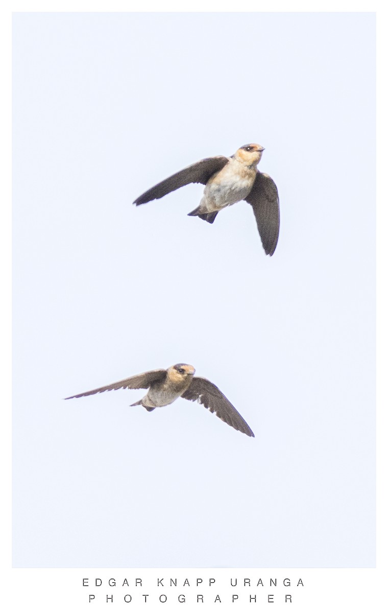 Cave Swallow - ML620611472