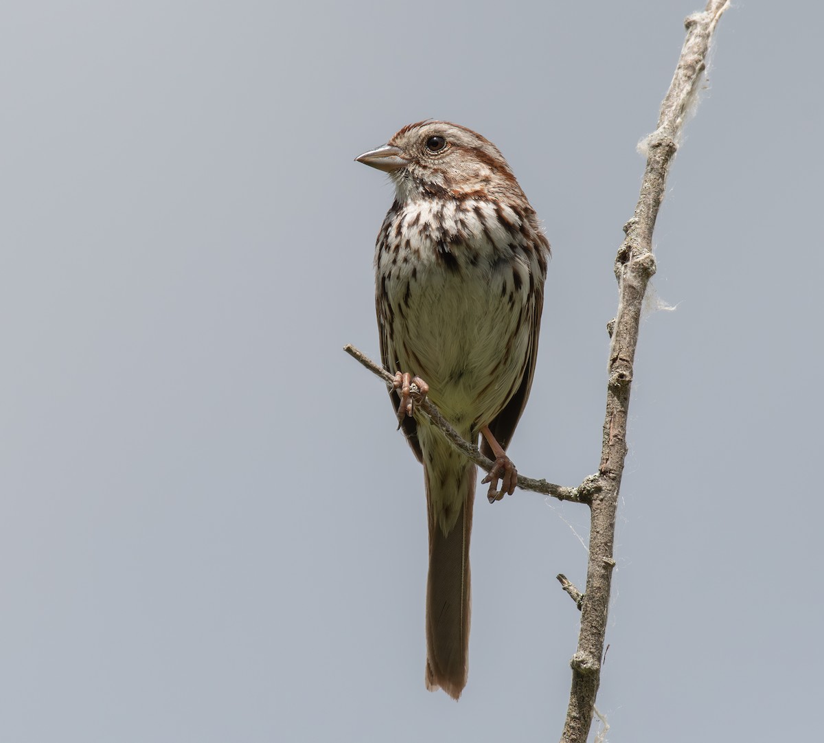 Song Sparrow - ML620611474