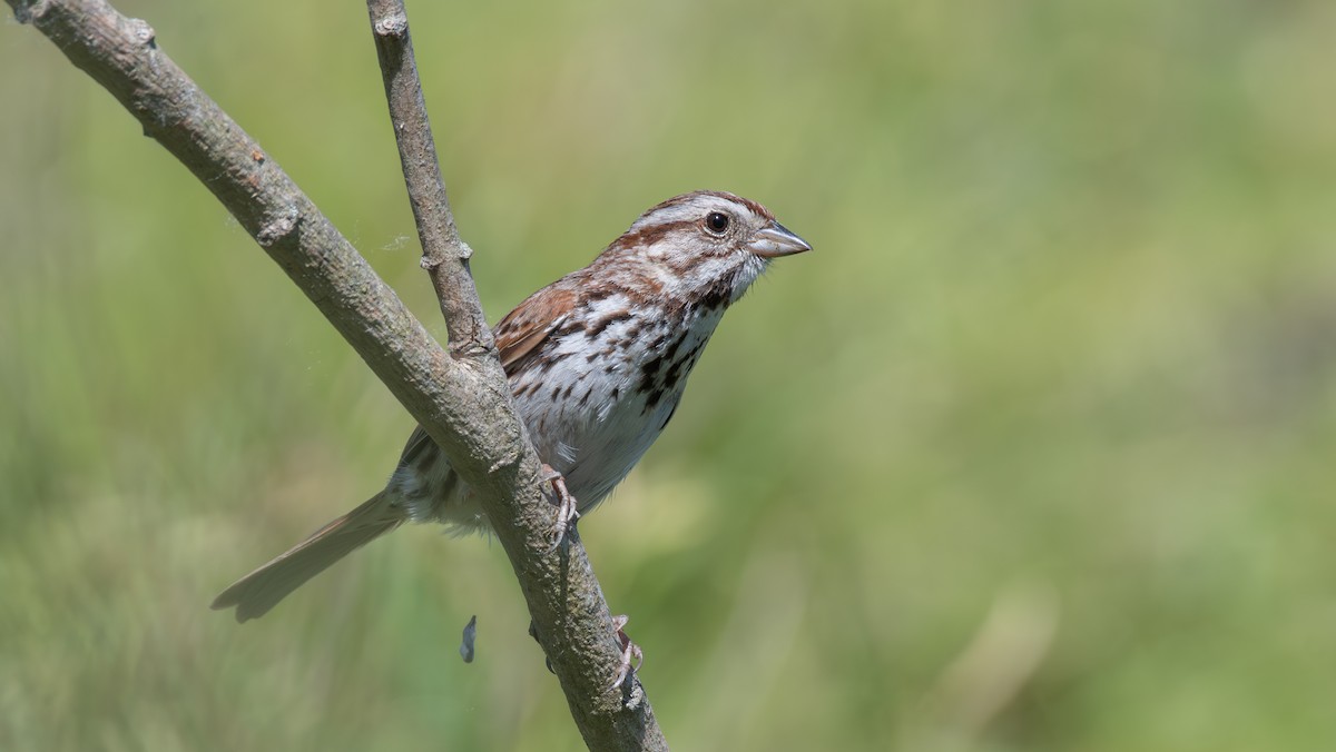 Song Sparrow - ML620611475