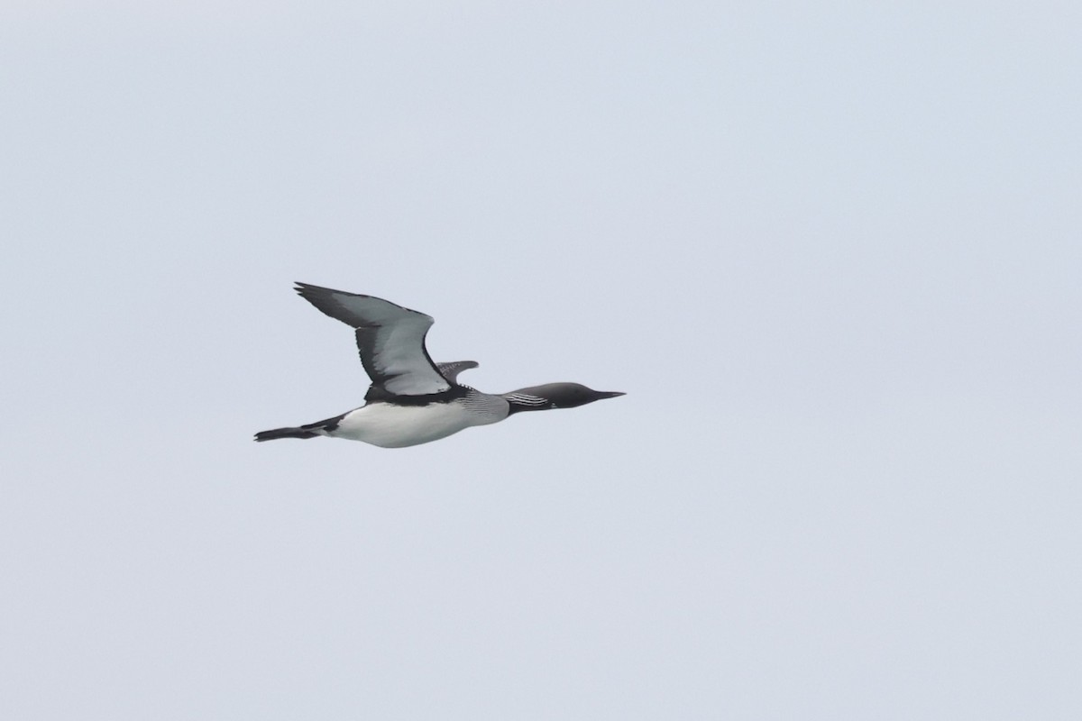 Arctic Loon - ML620611476