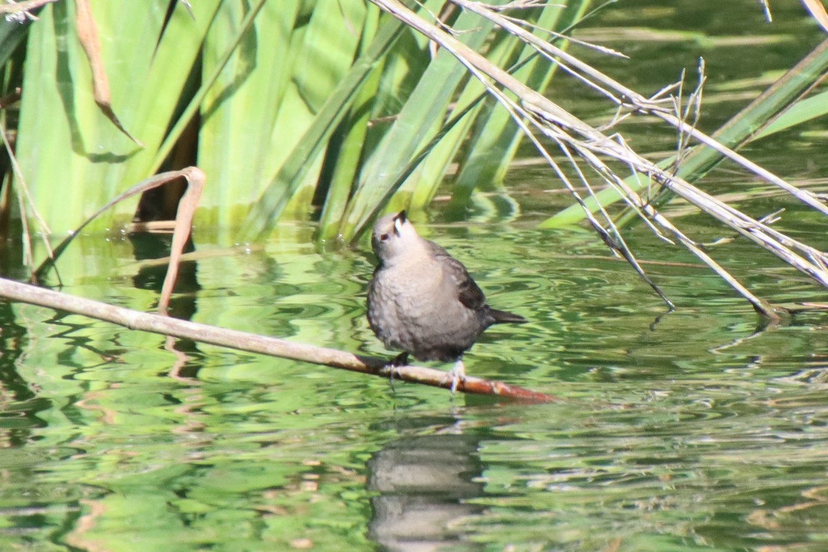 California Towhee - ML620611481