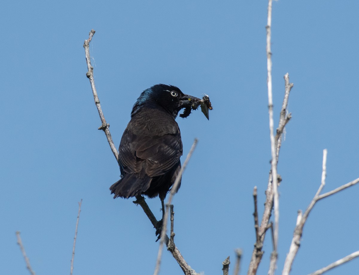 Common Grackle - ML620611482