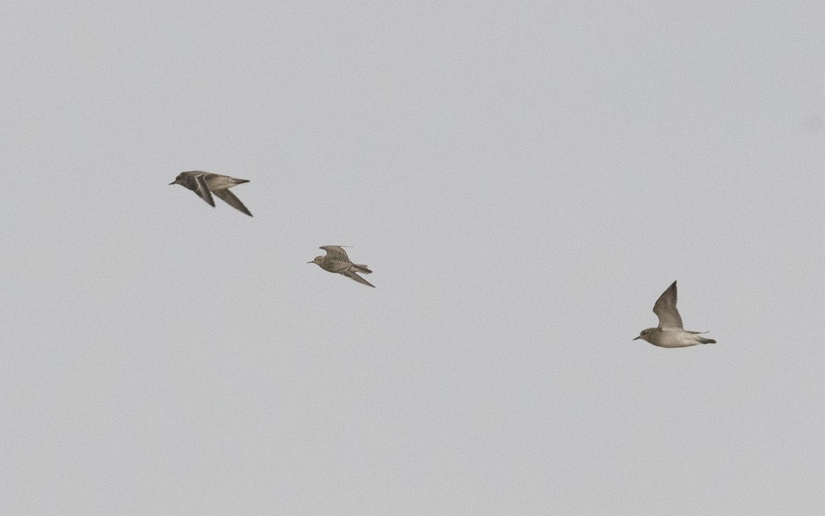 Buff-breasted Sandpiper - Emmanuel Naudot