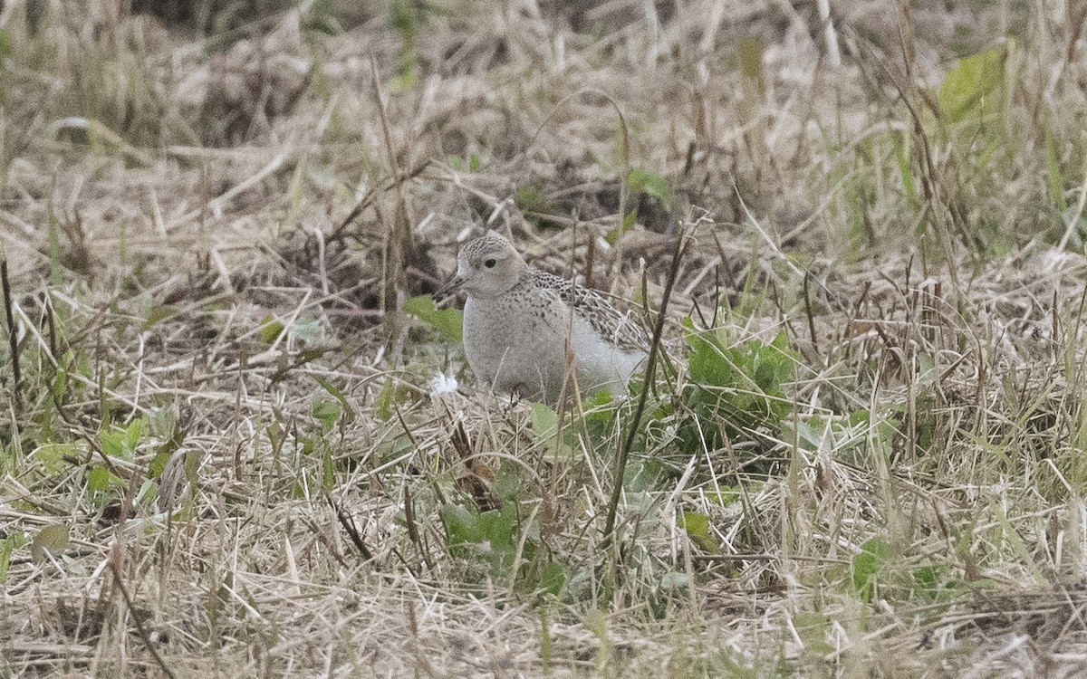 Buff-breasted Sandpiper - ML620611485