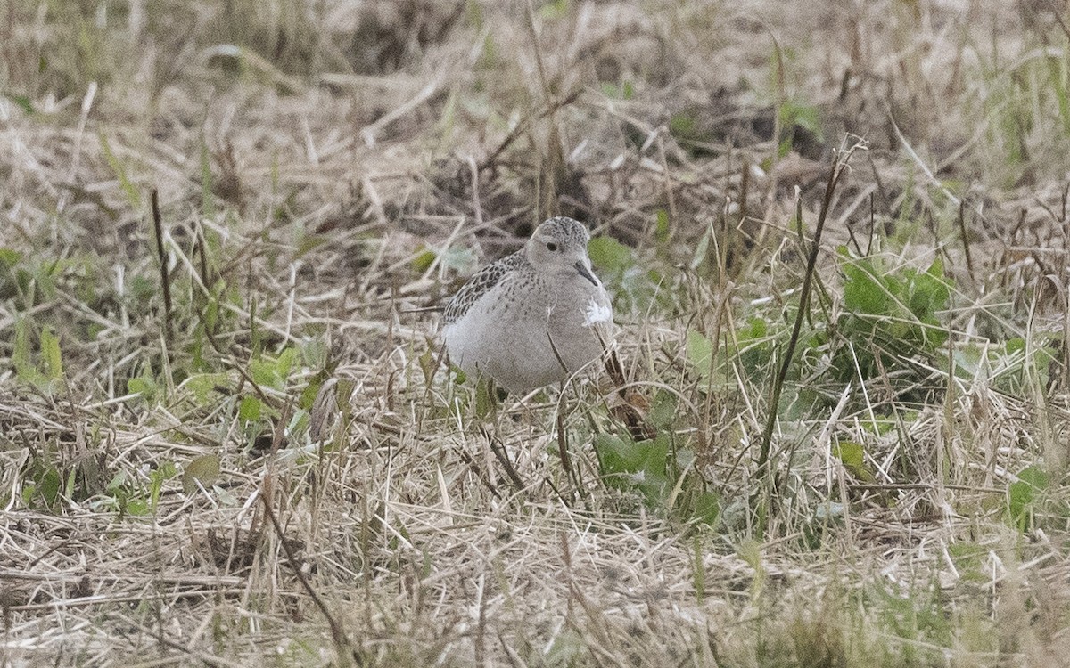 Buff-breasted Sandpiper - Emmanuel Naudot