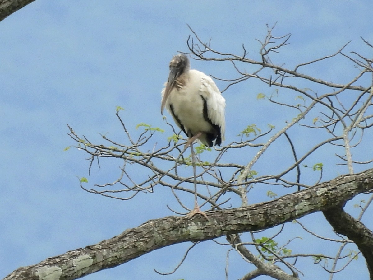 amerikastork - ML620611489