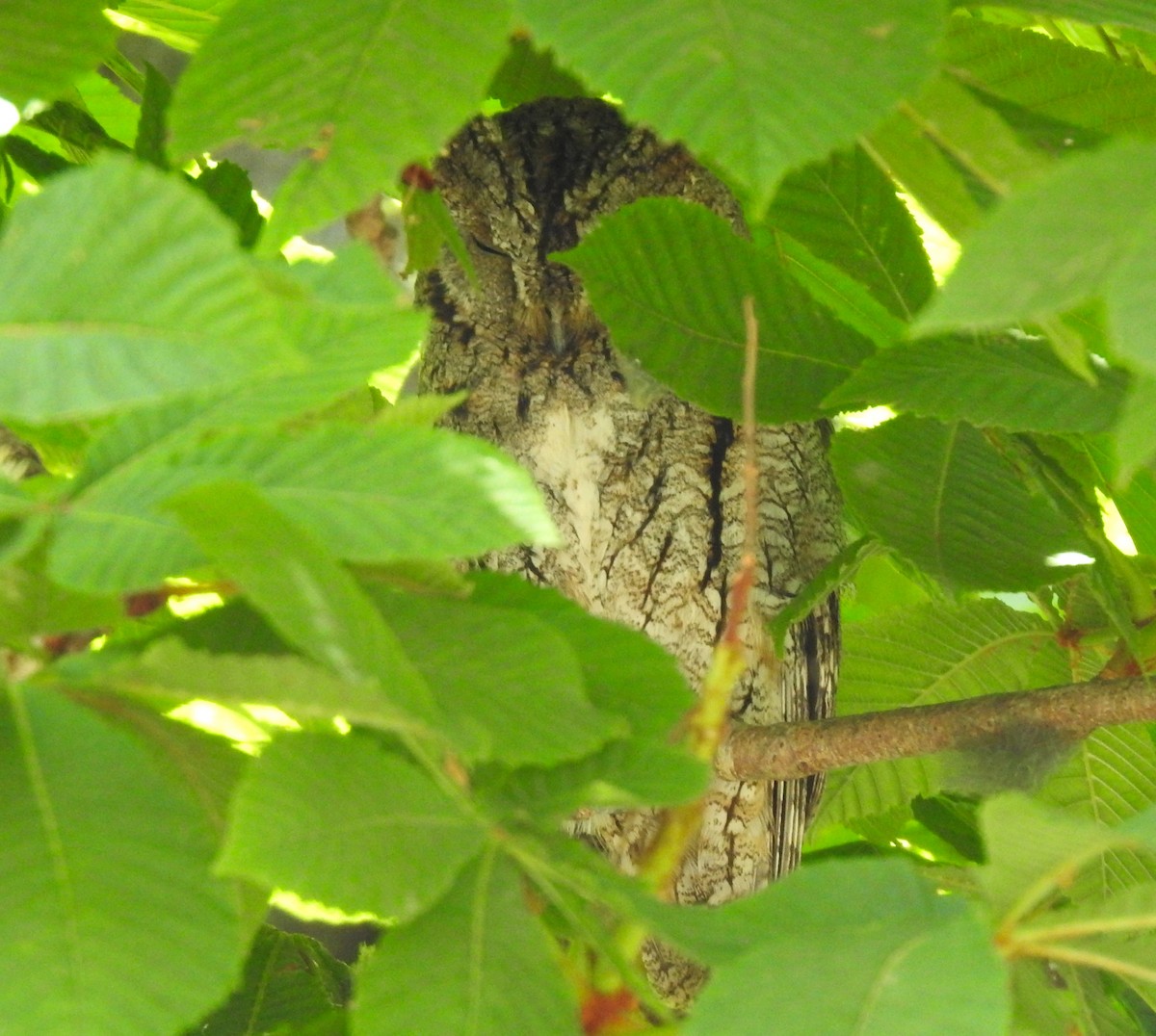 Eurasian Scops-Owl - ML620611495