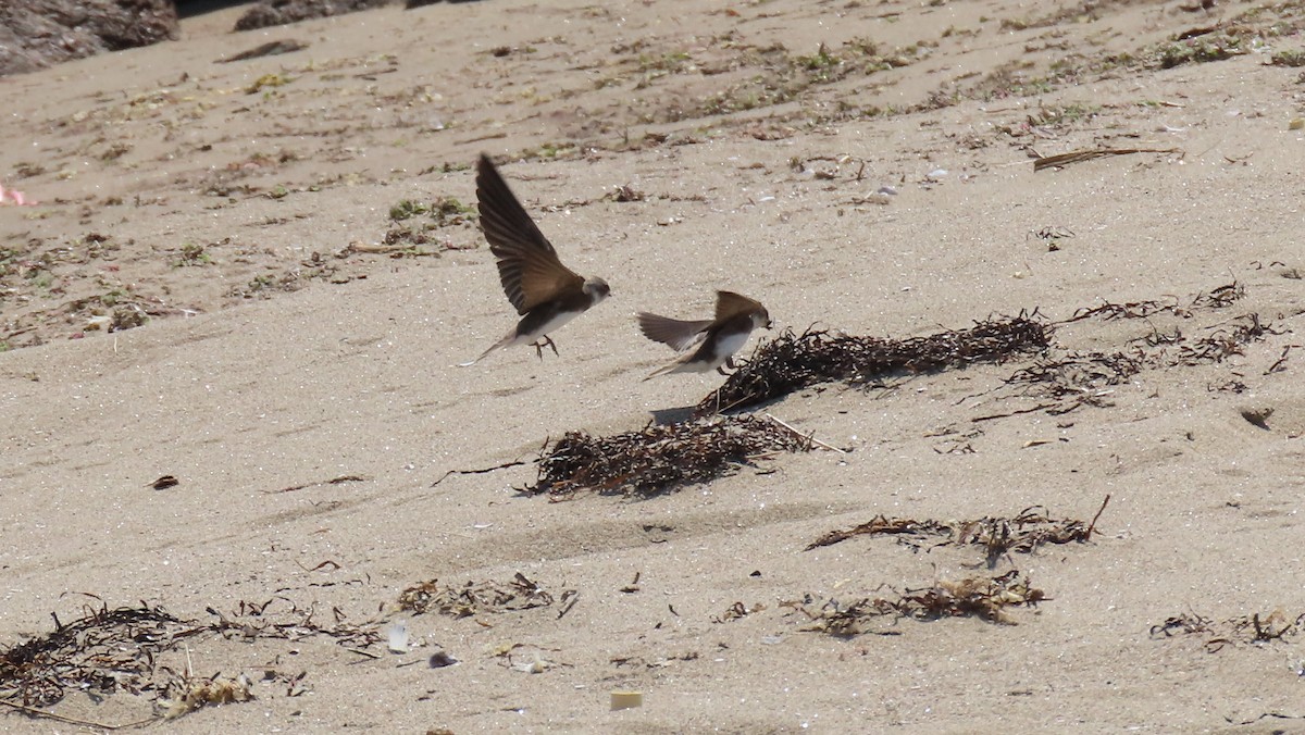 Bank Swallow - ML620611497