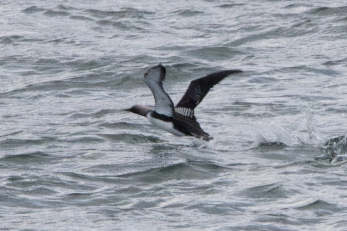 Red-throated Loon - ML620611499