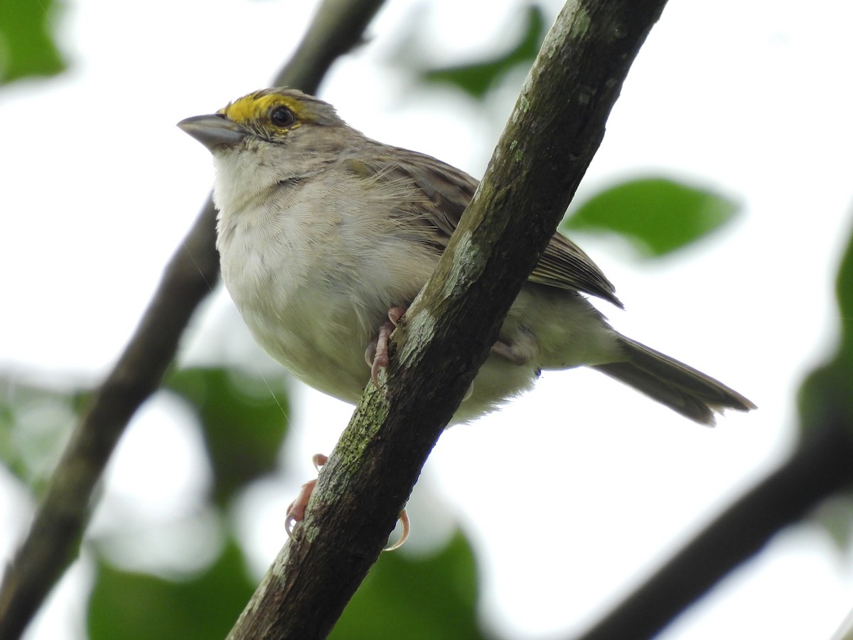 Yellow-browed Sparrow - ML620611500
