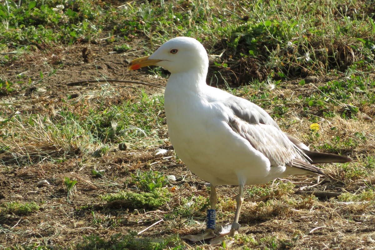 Gaviota Patiamarilla - ML620611501