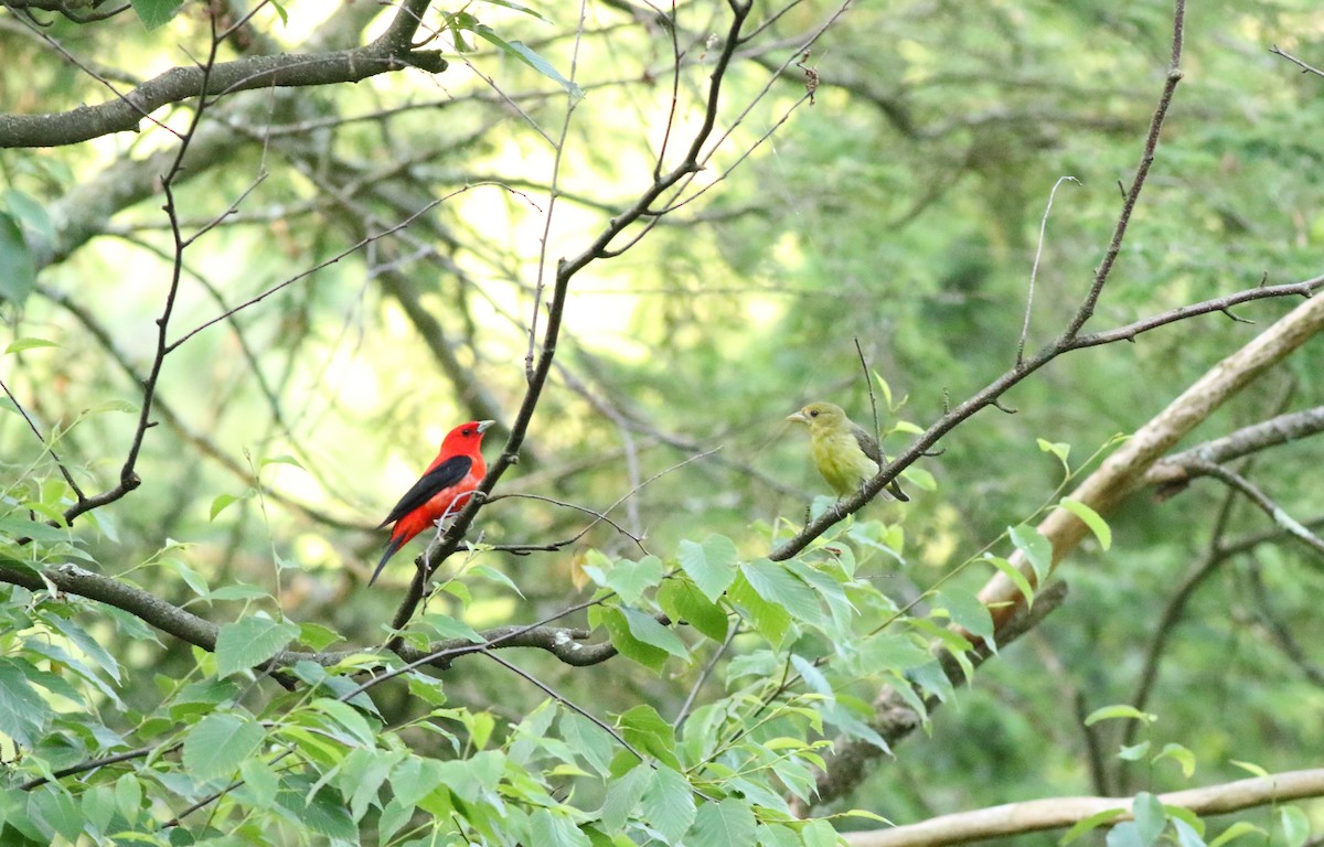 Scarlet Tanager - ML620611503